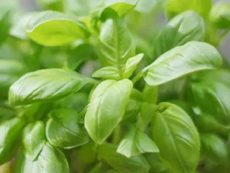 Ocimum basilicum sweet am - imagine 1