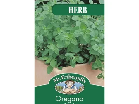 Origanum vulgare greek am - imagine 1