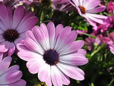 Osteospermum p13 gr - imagine 1