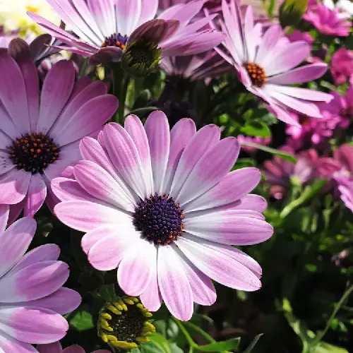 Osteospermum