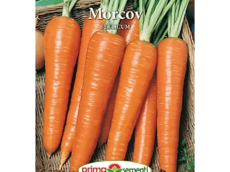 PS - Semințe de morcovi Berlicum 5gr - imagine 1