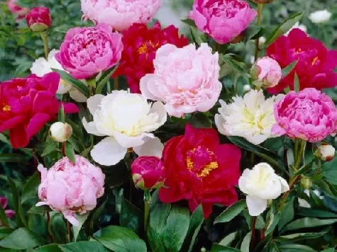Paeonia mix p19 - imagine 1