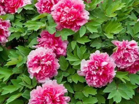 Paeonia suffruticosa mix colors - p23 - imagine 1