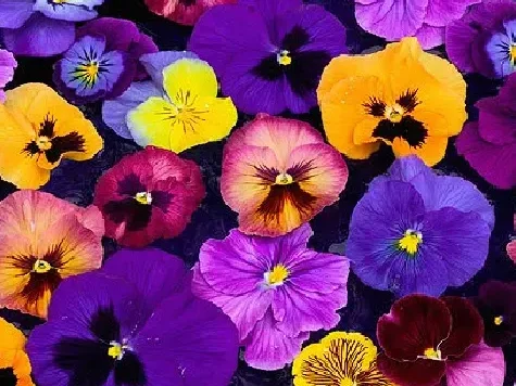 Panseluta - viola caspo baskey gr - imagine 1