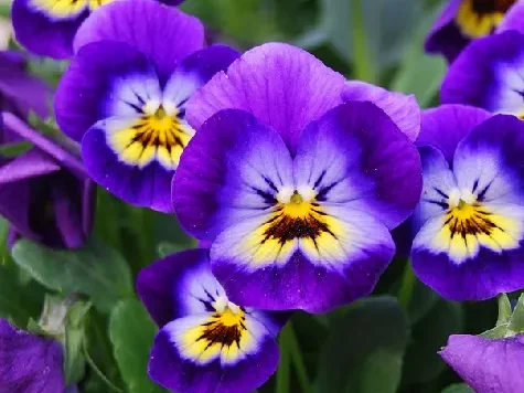 Panseluta - viola p15 gds - imagine 1