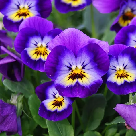 Panseluta - viola p15 gds