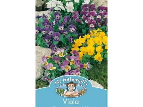 Panseluta - viola williamsiana comedy mixed f2 am - imagine 1
