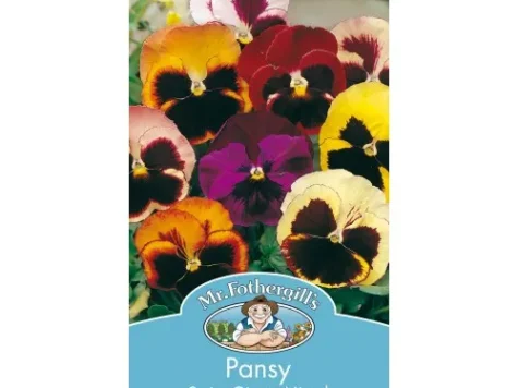 Panseluta - viola wittrockiana swiss giants am - imagine 1