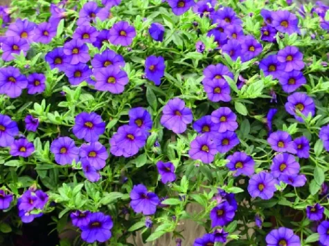 Petunia - million bell p27 ha - imagine 1