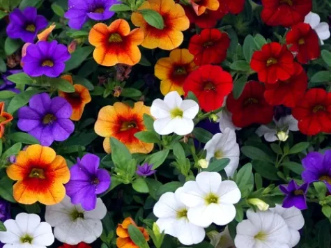 Petunia million bells p20 - imagine 1