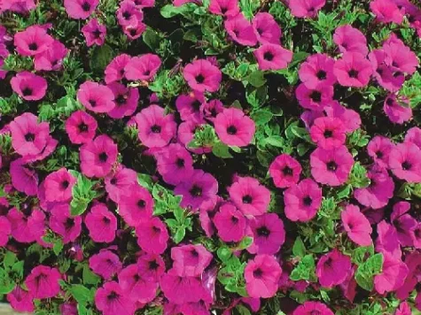 Petunia - surfinia p 13 gr - imagine 1