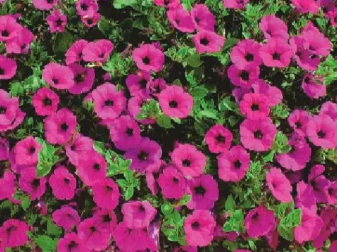 Petunia surfinia p22 - imagine 1