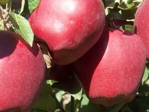 Pfg mar starkimson - imagine 1