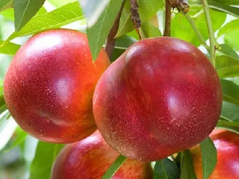 Pfg nectarin - imagine 1