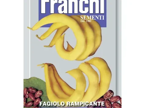 Phaseolus vulgaris anellino gialo am - imagine 1
