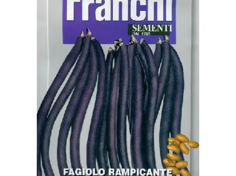 Phaseolus vulgaris climbing violet podded am - imagine 1