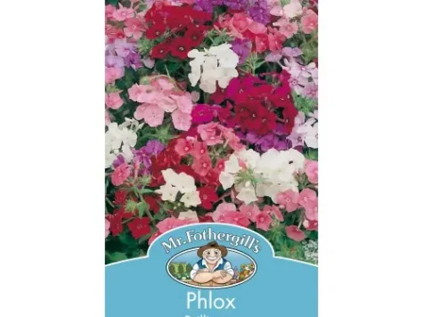 Phlox brilliancy - imagine 1