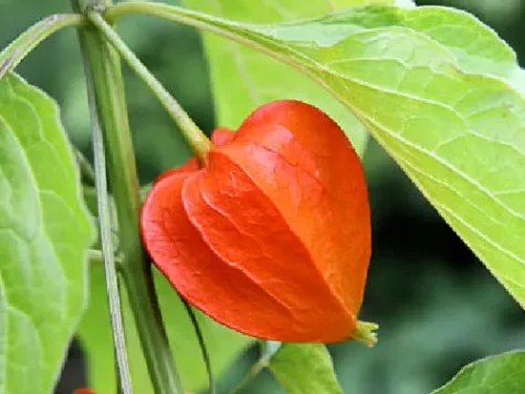 Physalis alkekengi am - imagine 1