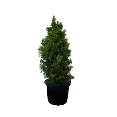 Picea conica