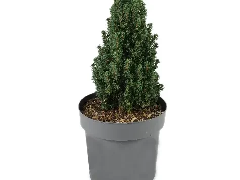 Picea gl. piccolo - p26 30-40 cm - imagine 1