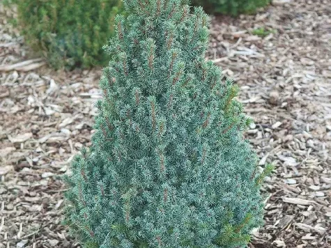 Picea gl. sanders blue 25-30 cm replantat * - imagine 1