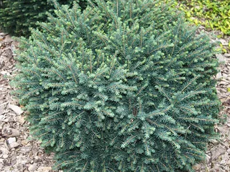 Picea omorica karel replantat * - imagine 1