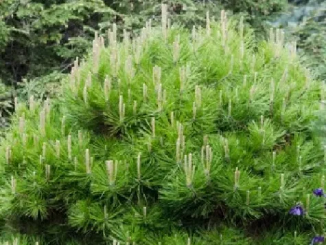 Pinus dens. low glow - 40 cm stem replantat * - imagine 1