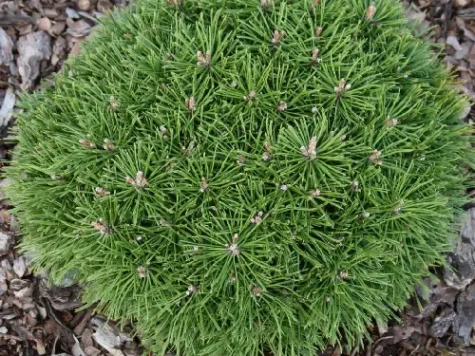 Pinus mugo 50-60 cm - imagine 1