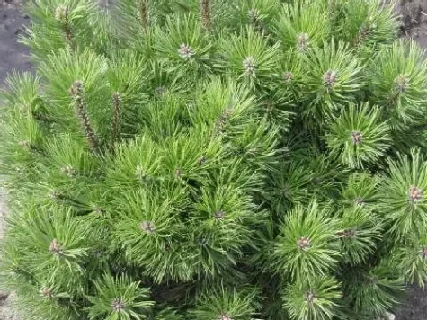 Pinus mugo mugo (mughus) super quality - p19 25-30 cm - imagine 1