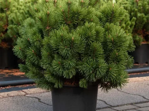 Pinus mugo mumpitz - substrat - sqc p17 - imagine 1