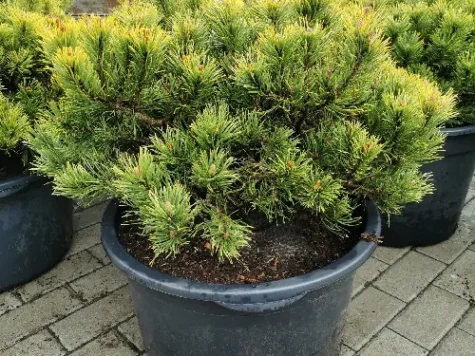 Pinus mugo ophir - c35 50-60 cm replantat * - imagine 1