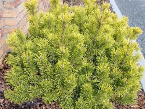 Pinus mugo winter gold - c80 70-80 cm replantat * - imagine 1