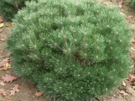 Pinus nigra brepo - 30 cm stem c20 - imagine 1