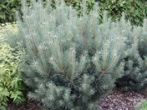 Pinus sylvestris 150/175 - imagine 1