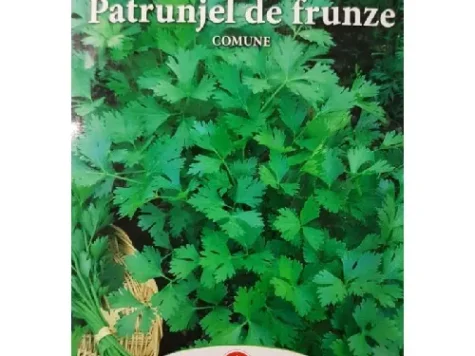 Ps - Pătrunjel de frunze comune - imagine 1