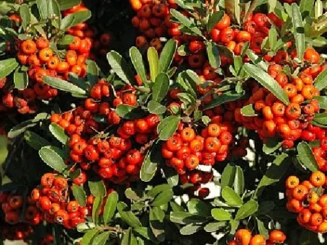 Pyracantha coccidentalis red column - with stick - p14 60-80 cm - imagine 1