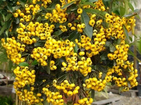 Pyracantha golden charmer replantat - imagine 1