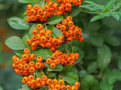 Pyracantha orange charmer - wave replantat - imagine 1
