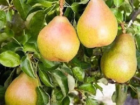 Pyrus c. doyenne du comice - c400 old fruit tree - imagine 1