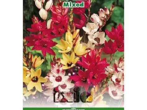 Ranunculus mixtura - pachet 15bulbi - imagine 1