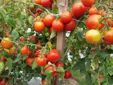 Roșii Măriuca 5gr Buzău - imagine 1