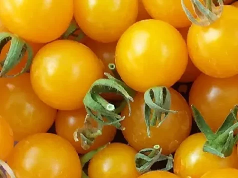 Semințe de roșii cherry yellow 0.1g - imagine 1