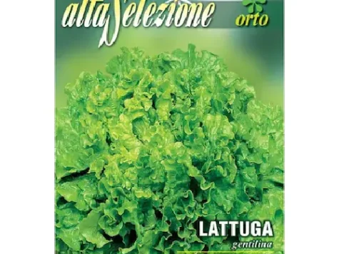 Salata creata gentilina - imagine 1