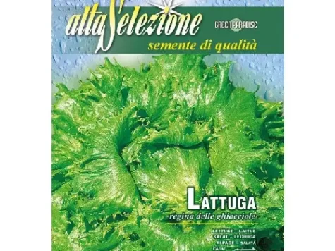 Salata regina delle ghiacciole - imagine 1