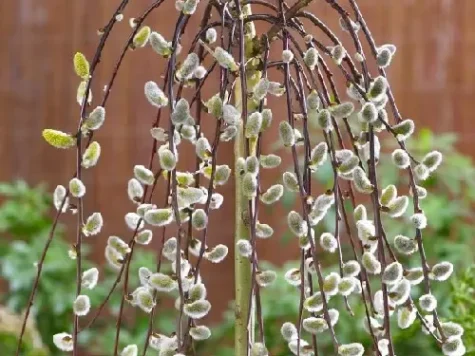 Salcie - salix caprea kilmarnock - 120 cm stem p23 - imagine 1