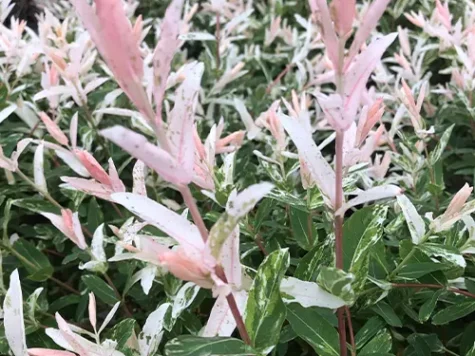 Salcie - salix integra flamingo - 40 cm stem p17 - imagine 1
