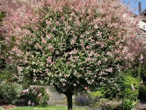 Salcie - salix integra hakuro-nishiki - 60cm mix stem - imagine 1