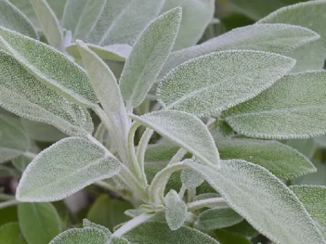Salvia comestibila - imagine 1