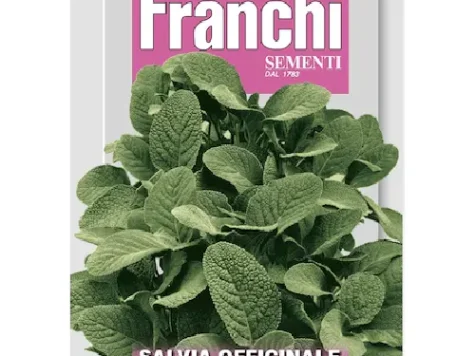 Salvia officinalis sage am - imagine 1