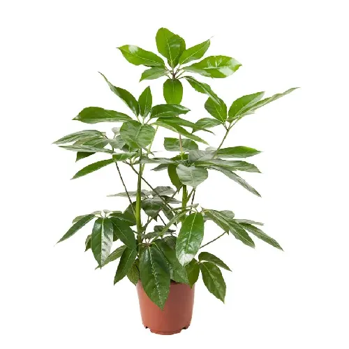 Scheflera